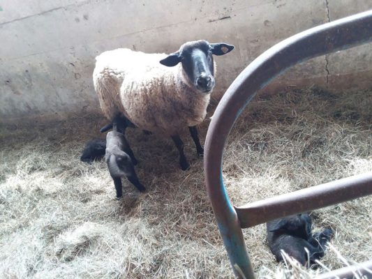 Heritage Hemp Farm Honey Sheep 001