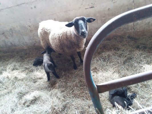 Heritage Hemp Farm Honey Sheep 001