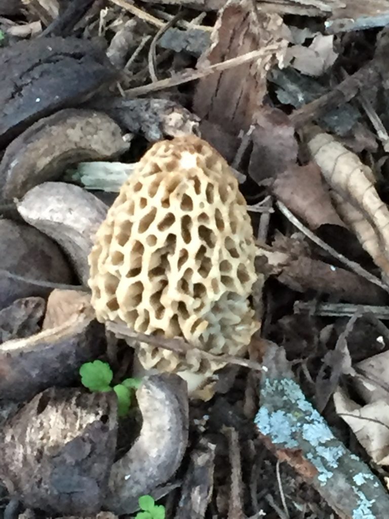 A farm with morels