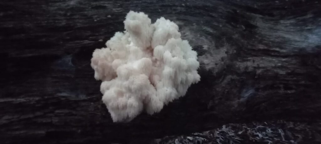 bear’s head tooth mushroom