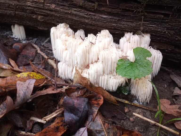 bear’s head tooth mushroom waterfall type flush