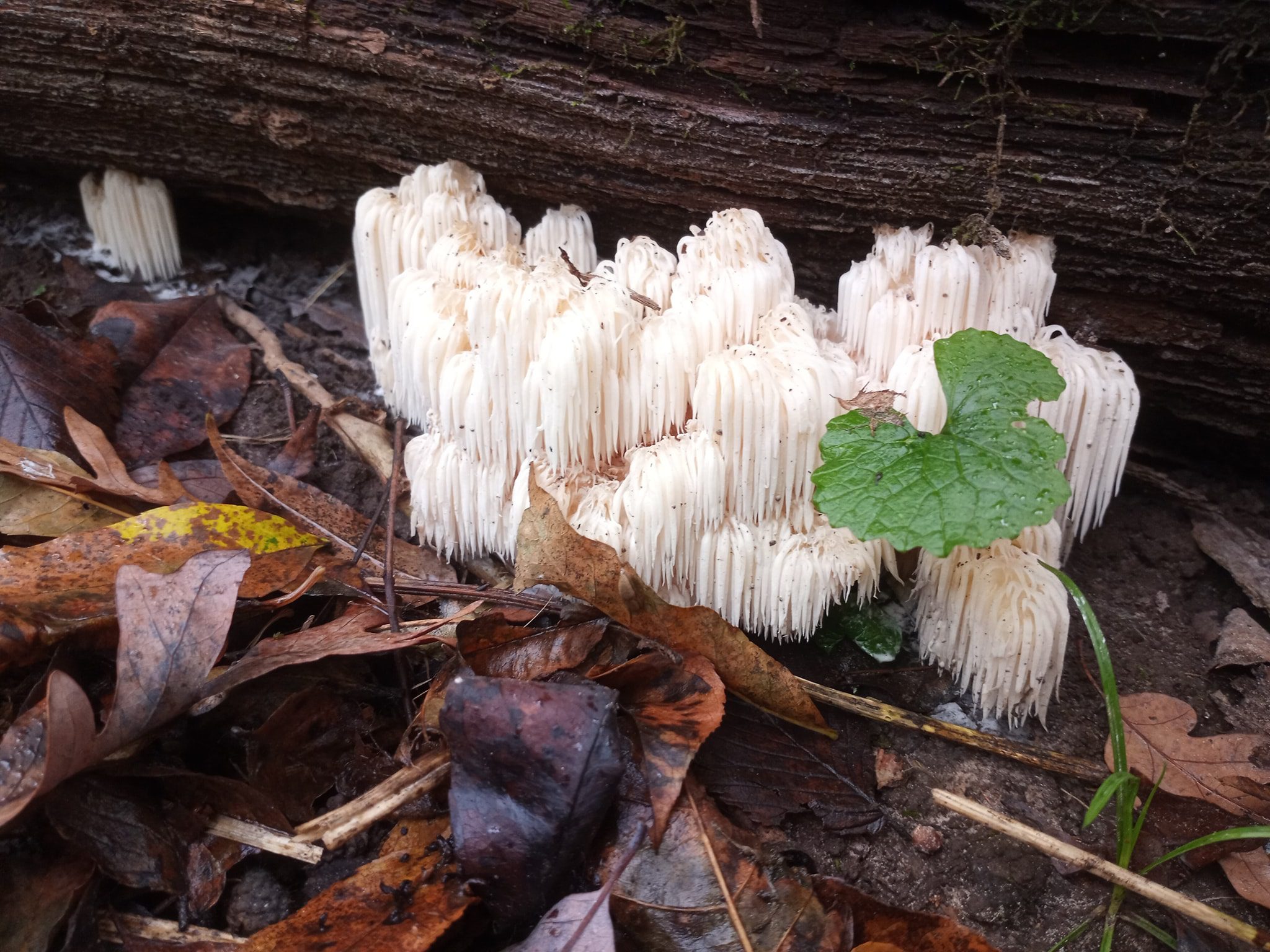 bear’s head tooth mushroom waterfall type flush