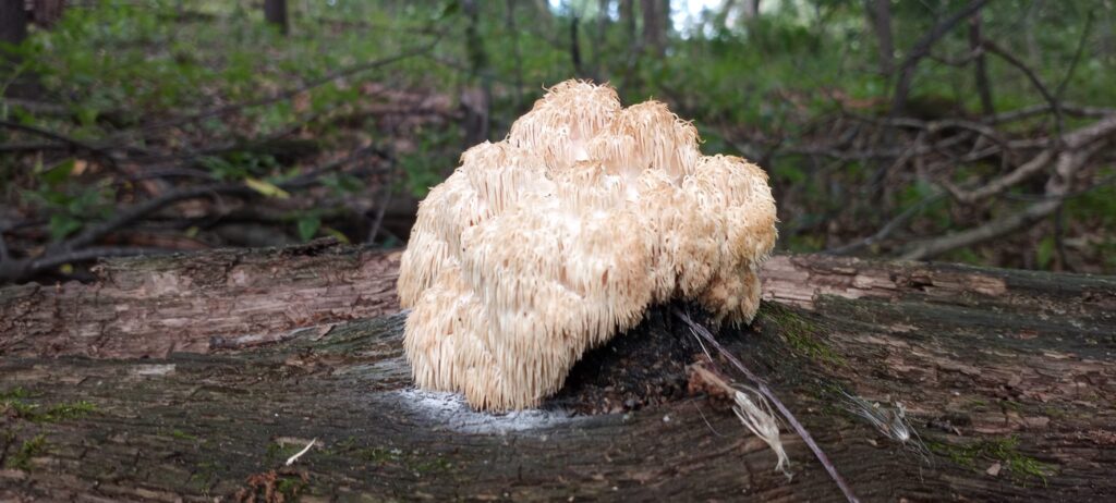 bear’s head tooth on a log