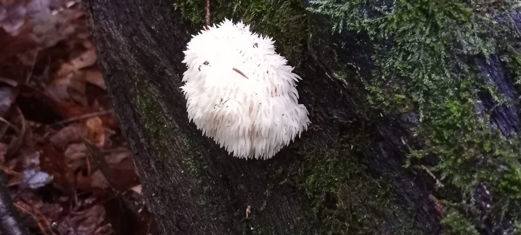 bear’s head tooth pinning