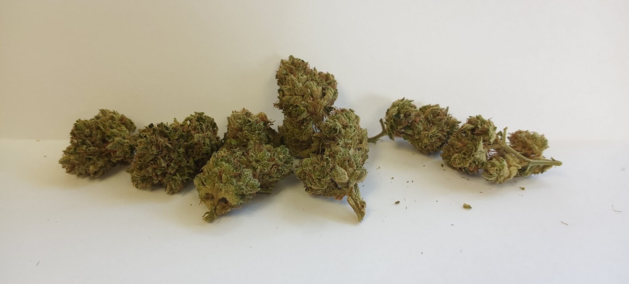 Original Glue (GG#4)