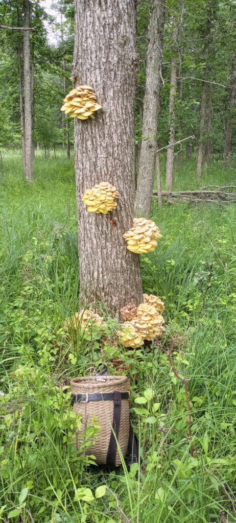 Tree producing a good amount of Golden Oyster Mushrooms