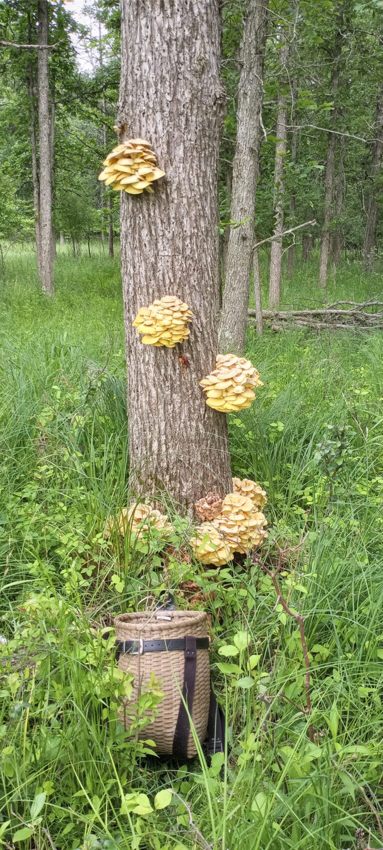 Tree producing a good amount of Golden Oyster Mushrooms