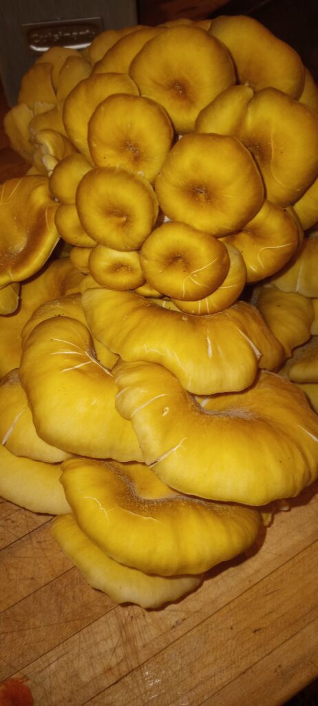 Harvested Golden Oyster Mushrooms