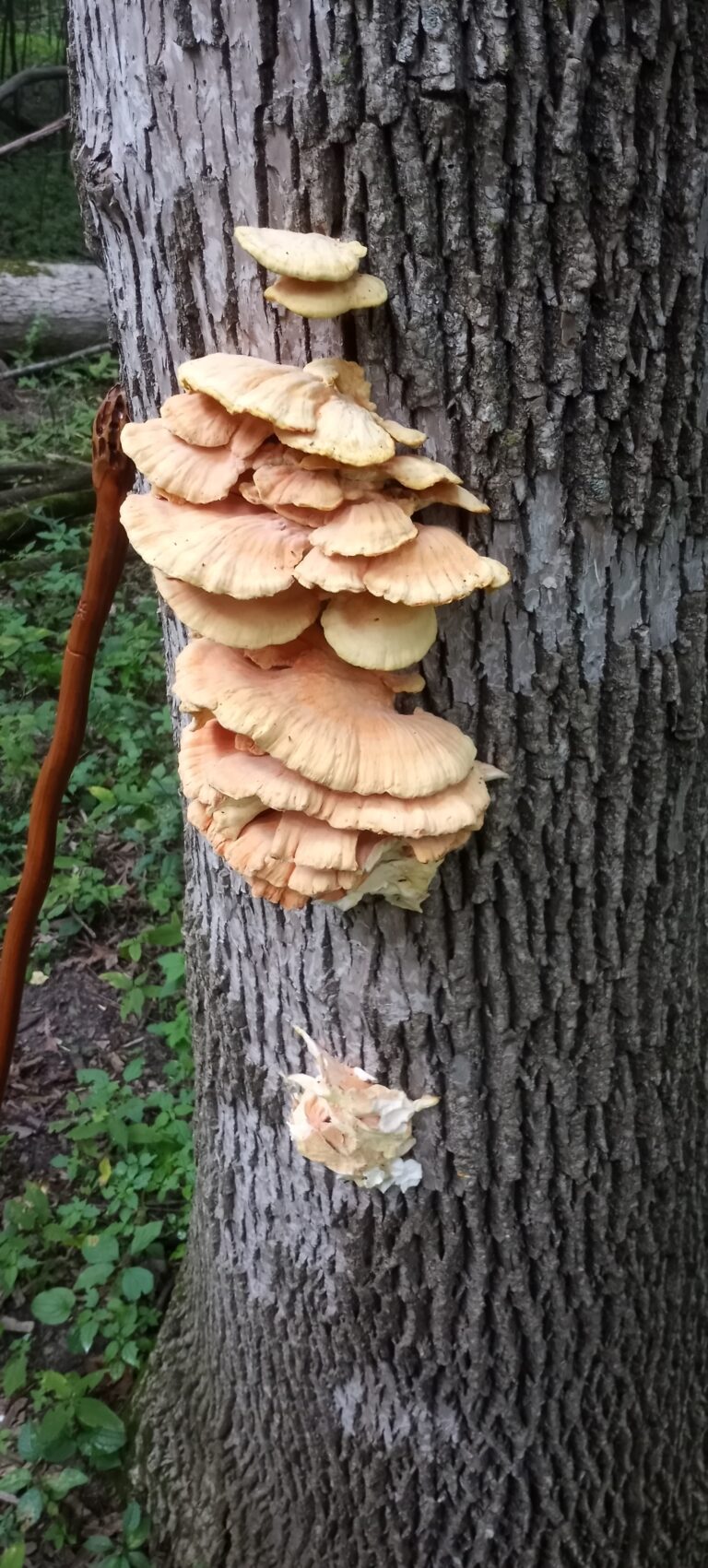 Chicken of the Woods Mushroom growing on a tree