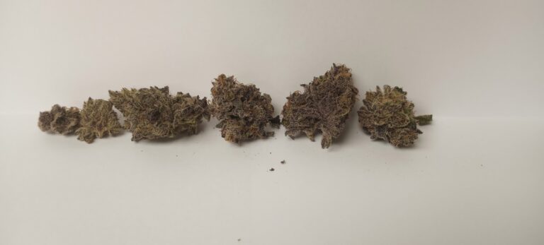 Snax THCa Hemp Cannabis Strain