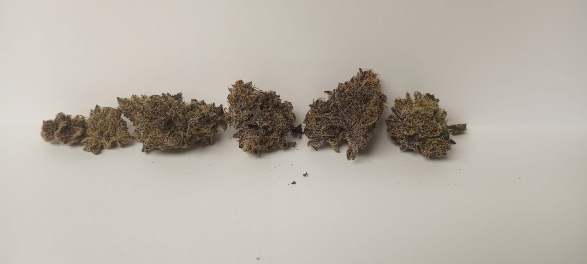 Snax THCa Hemp Cannabis Strain